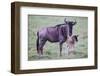 Africa. Tanzania. Wildebeest birthing during the Migration, Serengeti National Park.-Ralph H. Bendjebar-Framed Photographic Print