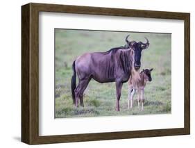 Africa. Tanzania. Wildebeest birthing during the Migration, Serengeti National Park.-Ralph H. Bendjebar-Framed Photographic Print