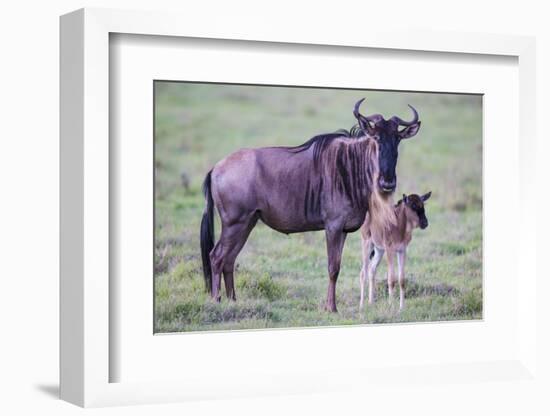 Africa. Tanzania. Wildebeest birthing during the Migration, Serengeti National Park.-Ralph H. Bendjebar-Framed Photographic Print