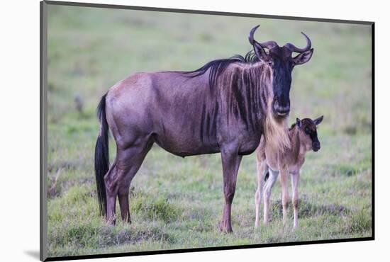 Africa. Tanzania. Wildebeest birthing during the Migration, Serengeti National Park.-Ralph H. Bendjebar-Mounted Photographic Print