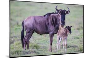 Africa. Tanzania. Wildebeest birthing during the Migration, Serengeti National Park.-Ralph H. Bendjebar-Mounted Photographic Print