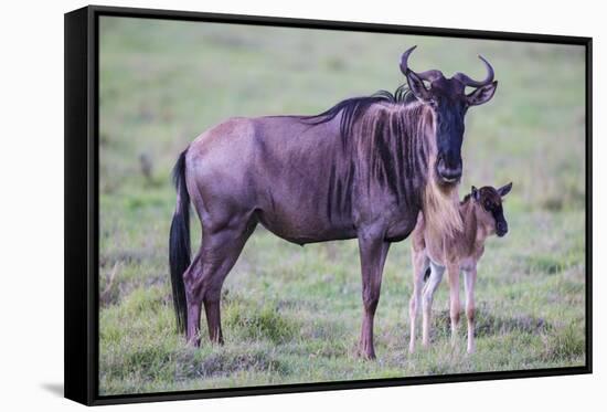 Africa. Tanzania. Wildebeest birthing during the Migration, Serengeti National Park.-Ralph H. Bendjebar-Framed Stretched Canvas