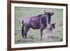 Africa. Tanzania. Wildebeest birthing during the Migration, Serengeti National Park.-Ralph H. Bendjebar-Framed Photographic Print