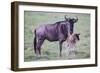 Africa. Tanzania. Wildebeest birthing during the Migration, Serengeti National Park.-Ralph H. Bendjebar-Framed Premium Photographic Print