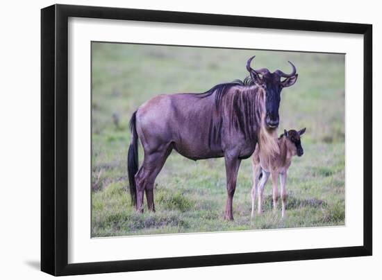 Africa. Tanzania. Wildebeest birthing during the Migration, Serengeti National Park.-Ralph H. Bendjebar-Framed Premium Photographic Print