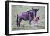 Africa. Tanzania. Wildebeest birthing during the Migration, Serengeti National Park.-Ralph H. Bendjebar-Framed Premium Photographic Print