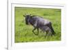 Africa. Tanzania. Wildebeest birthing during the Migration, Serengeti National Park.-Ralph H. Bendjebar-Framed Photographic Print