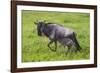 Africa. Tanzania. Wildebeest birthing during the Migration, Serengeti National Park.-Ralph H. Bendjebar-Framed Photographic Print