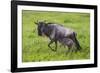 Africa. Tanzania. Wildebeest birthing during the Migration, Serengeti National Park.-Ralph H. Bendjebar-Framed Photographic Print