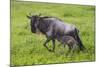 Africa. Tanzania. Wildebeest birthing during the Migration, Serengeti National Park.-Ralph H. Bendjebar-Mounted Photographic Print