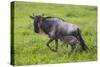 Africa. Tanzania. Wildebeest birthing during the Migration, Serengeti National Park.-Ralph H. Bendjebar-Stretched Canvas