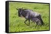 Africa. Tanzania. Wildebeest birthing during the Migration, Serengeti National Park.-Ralph H. Bendjebar-Framed Stretched Canvas