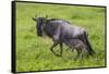 Africa. Tanzania. Wildebeest birthing during the Migration, Serengeti National Park.-Ralph H. Bendjebar-Framed Stretched Canvas