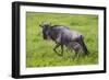 Africa. Tanzania. Wildebeest birthing during the Migration, Serengeti National Park.-Ralph H. Bendjebar-Framed Photographic Print