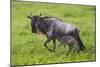 Africa. Tanzania. Wildebeest birthing during the Migration, Serengeti National Park.-Ralph H. Bendjebar-Mounted Photographic Print