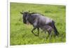 Africa. Tanzania. Wildebeest birthing during the Migration, Serengeti National Park.-Ralph H. Bendjebar-Framed Photographic Print