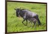 Africa. Tanzania. Wildebeest birthing during the Migration, Serengeti National Park.-Ralph H. Bendjebar-Framed Photographic Print