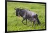 Africa. Tanzania. Wildebeest birthing during the Migration, Serengeti National Park.-Ralph H. Bendjebar-Framed Photographic Print