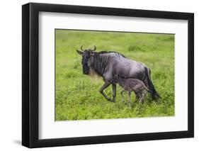 Africa. Tanzania. Wildebeest birthing during the Migration, Serengeti National Park.-Ralph H. Bendjebar-Framed Photographic Print