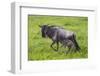 Africa. Tanzania. Wildebeest birthing during the Migration, Serengeti National Park.-Ralph H. Bendjebar-Framed Photographic Print