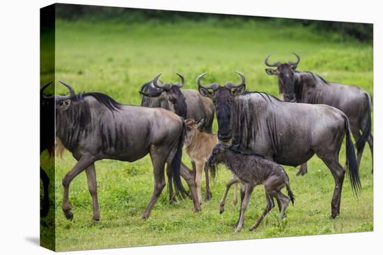 Africa. Tanzania. Wildebeest birthing during the Migration, Serengeti National Park.-Ralph H. Bendjebar-Stretched Canvas