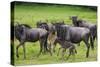 Africa. Tanzania. Wildebeest birthing during the Migration, Serengeti National Park.-Ralph H. Bendjebar-Stretched Canvas