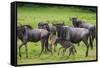 Africa. Tanzania. Wildebeest birthing during the Migration, Serengeti National Park.-Ralph H. Bendjebar-Framed Stretched Canvas