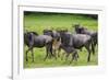 Africa. Tanzania. Wildebeest birthing during the Migration, Serengeti National Park.-Ralph H. Bendjebar-Framed Photographic Print