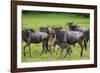 Africa. Tanzania. Wildebeest birthing during the Migration, Serengeti National Park.-Ralph H. Bendjebar-Framed Photographic Print