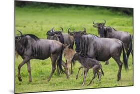 Africa. Tanzania. Wildebeest birthing during the Migration, Serengeti National Park.-Ralph H. Bendjebar-Mounted Photographic Print