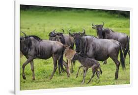 Africa. Tanzania. Wildebeest birthing during the Migration, Serengeti National Park.-Ralph H. Bendjebar-Framed Photographic Print