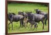 Africa. Tanzania. Wildebeest birthing during the Migration, Serengeti National Park.-Ralph H. Bendjebar-Framed Photographic Print