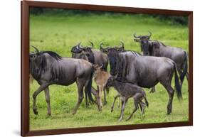 Africa. Tanzania. Wildebeest birthing during the Migration, Serengeti National Park.-Ralph H. Bendjebar-Framed Photographic Print