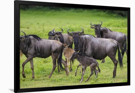 Africa. Tanzania. Wildebeest birthing during the Migration, Serengeti National Park.-Ralph H. Bendjebar-Framed Photographic Print