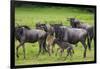 Africa. Tanzania. Wildebeest birthing during the Migration, Serengeti National Park.-Ralph H. Bendjebar-Framed Photographic Print