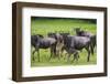 Africa. Tanzania. Wildebeest birthing during the Migration, Serengeti National Park.-Ralph H. Bendjebar-Framed Photographic Print