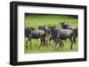 Africa. Tanzania. Wildebeest birthing during the Migration, Serengeti National Park.-Ralph H. Bendjebar-Framed Photographic Print