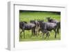 Africa. Tanzania. Wildebeest birthing during the Migration, Serengeti National Park.-Ralph H. Bendjebar-Framed Photographic Print