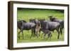 Africa. Tanzania. Wildebeest birthing during the Migration, Serengeti National Park.-Ralph H. Bendjebar-Framed Photographic Print