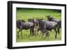 Africa. Tanzania. Wildebeest birthing during the Migration, Serengeti National Park.-Ralph H. Bendjebar-Framed Photographic Print