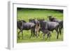 Africa. Tanzania. Wildebeest birthing during the Migration, Serengeti National Park.-Ralph H. Bendjebar-Framed Photographic Print