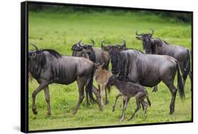 Africa. Tanzania. Wildebeest birthing during the Migration, Serengeti National Park.-Ralph H. Bendjebar-Framed Stretched Canvas