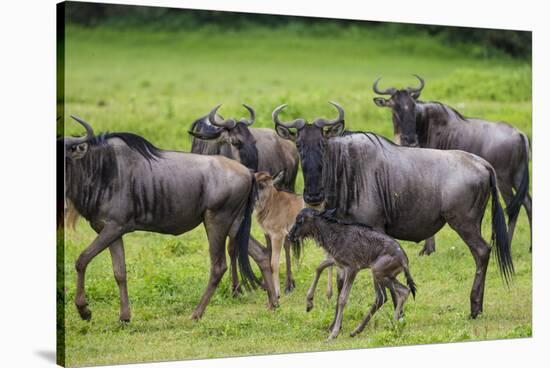 Africa. Tanzania. Wildebeest birthing during the Migration, Serengeti National Park.-Ralph H. Bendjebar-Stretched Canvas