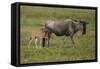 Africa. Tanzania. Wildebeest birthing during the Migration, Serengeti National Park.-Ralph H. Bendjebar-Framed Stretched Canvas