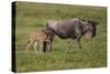 Africa. Tanzania. Wildebeest birthing during the Migration, Serengeti National Park.-Ralph H. Bendjebar-Stretched Canvas