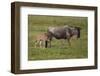 Africa. Tanzania. Wildebeest birthing during the Migration, Serengeti National Park.-Ralph H. Bendjebar-Framed Photographic Print