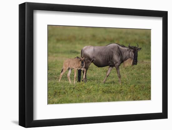 Africa. Tanzania. Wildebeest birthing during the Migration, Serengeti National Park.-Ralph H. Bendjebar-Framed Photographic Print