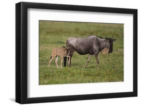 Africa. Tanzania. Wildebeest birthing during the Migration, Serengeti National Park.-Ralph H. Bendjebar-Framed Photographic Print