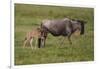 Africa. Tanzania. Wildebeest birthing during the Migration, Serengeti National Park.-Ralph H. Bendjebar-Framed Photographic Print