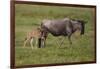 Africa. Tanzania. Wildebeest birthing during the Migration, Serengeti National Park.-Ralph H. Bendjebar-Framed Photographic Print